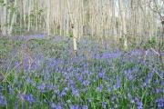 Achnaha Community Woodland