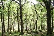 Ariundle Oakwoods near Strontian