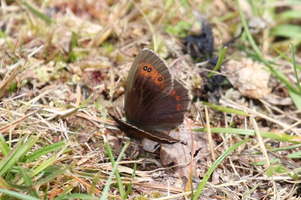 Scotch Argus butterfly in late July
