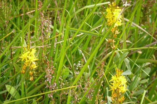 Bog Asphodel