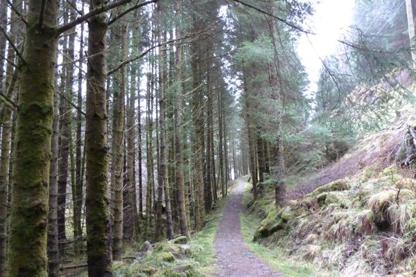 The coniferous plantation near the start of the Ardmolich walk