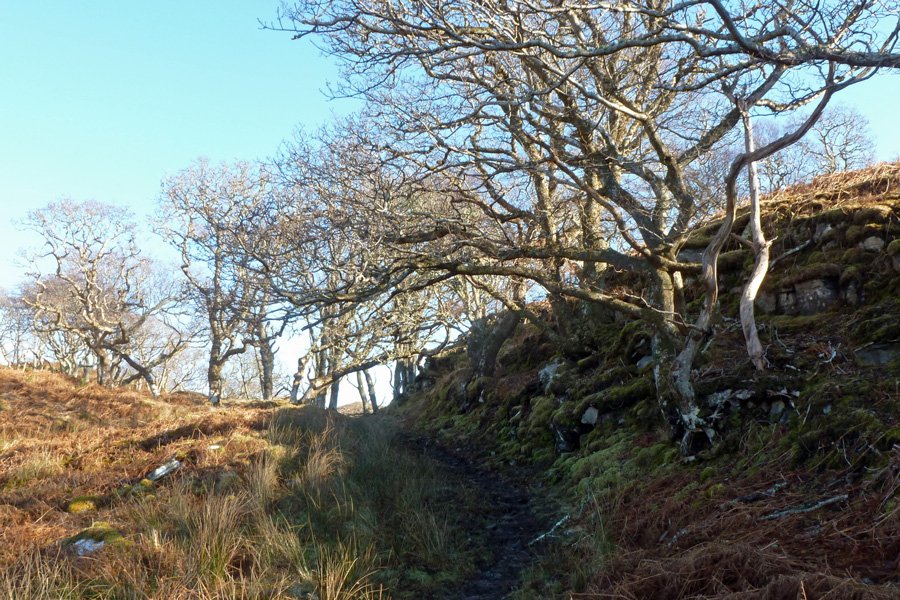 Passing through a small area of oak woodland