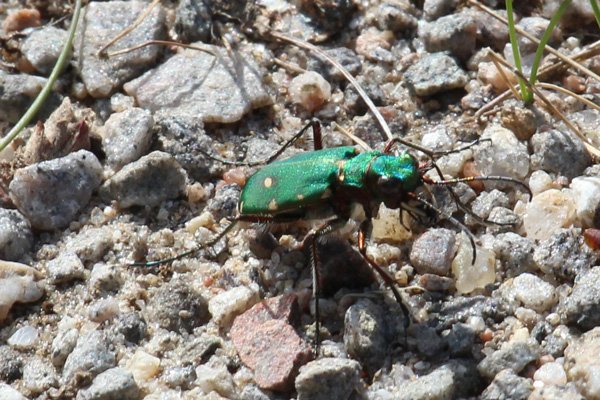 Green tiger beetle