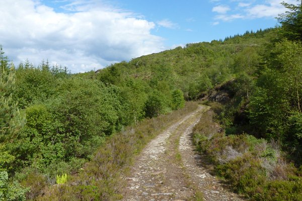 The forest track with a deciduous fringe