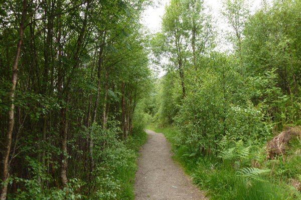 Passing through some lovely young birch wood