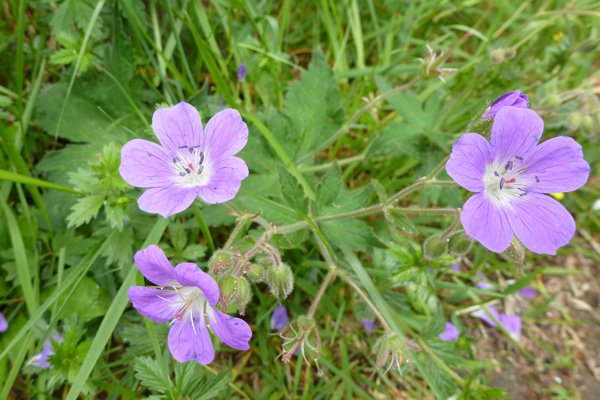 Wood cranesbill (Geranium sylvaticum) in regenerating birch woodland