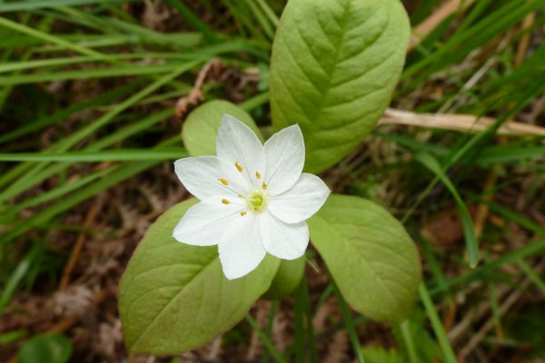 Chickweed Wintergreen (Trientalis europaea)  in regenerating birch woodland