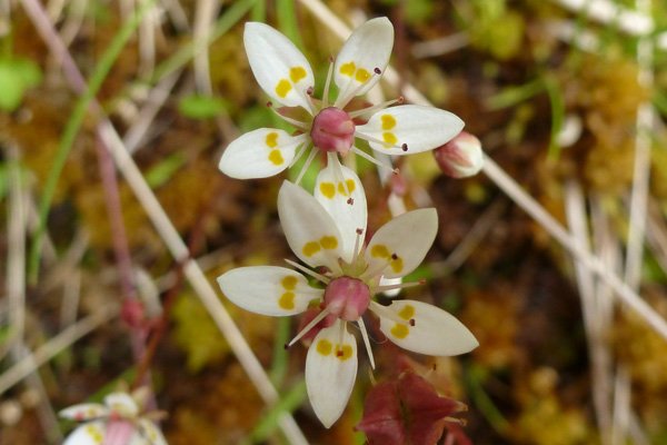 Starry saxifrage (Saxifraga stellaris) 