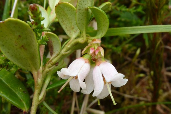 Cowberry (Vaccinium vitis-idaea) in the heath