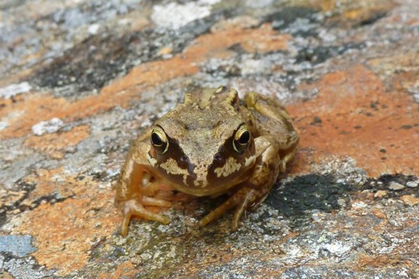 Common frog (Rana temporaria) seeking camoflage on lichen covered rock