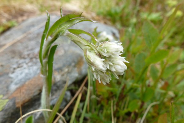Mountain everlasting (Antennaria dioica)