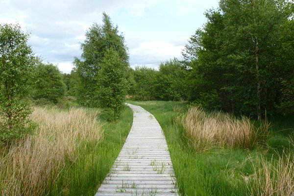 The board walk on on the Alt Dubh Trail and Alder Trail