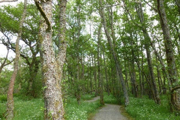Passing through some ancient alder woods
