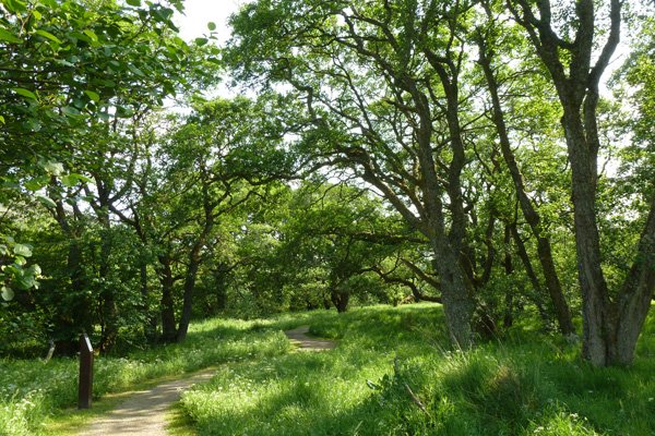 Passing through alder woodland on the Alder Trail