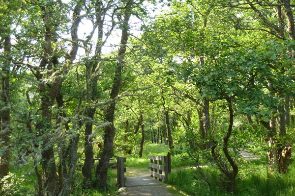 Lovely walk through alder woodlands on the Alder Trail 