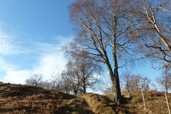 The Walk opens out to open hillside