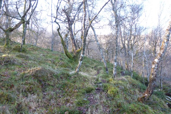 The woodland path near the start of the Crofters Woods walk