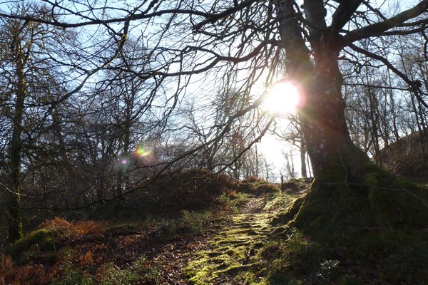 Walking up through the woods