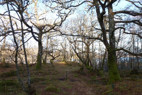 The woodlands in February