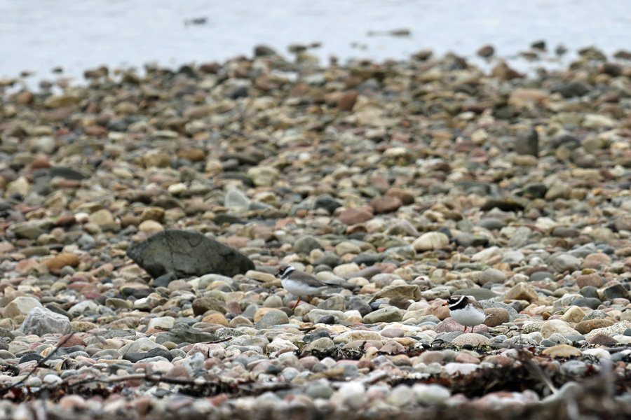 Ringed plovers on the shingle beach at Cuil Bay