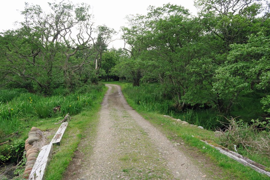The track through alder woodland