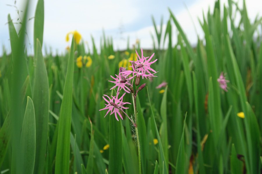 Ragged robin and yellow flag iris in July