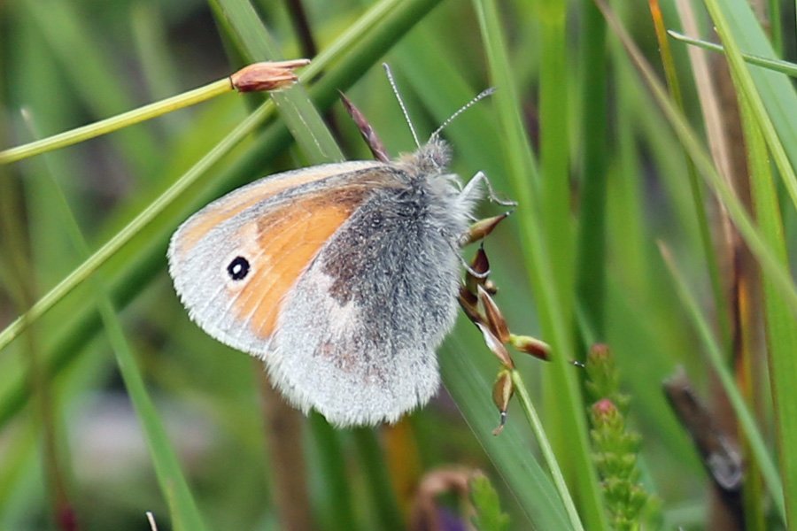 Small heath butterfly in July