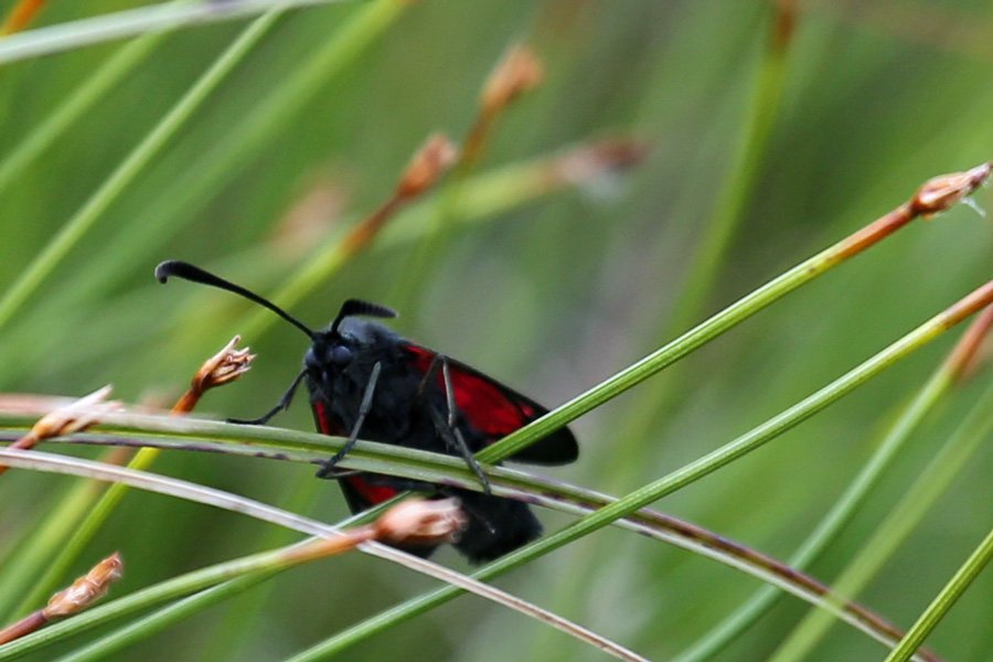 Six spot burnet moth in July