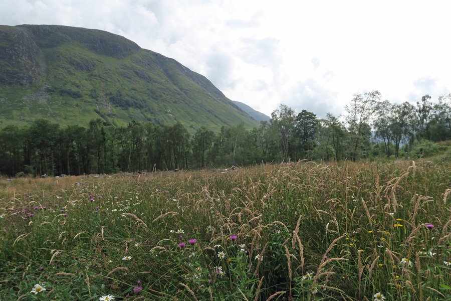 Wild flower meadow in Glen Nevis