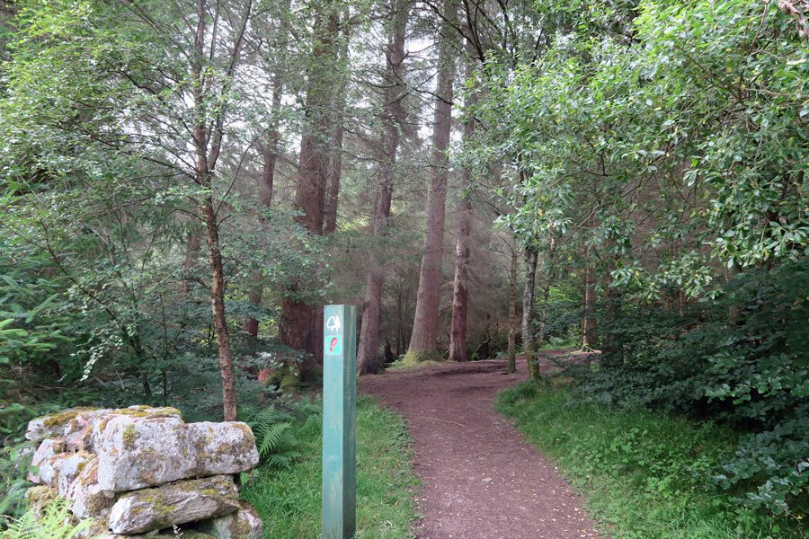 The path passes by an old graveyard and some lovely mature coniferous plantation