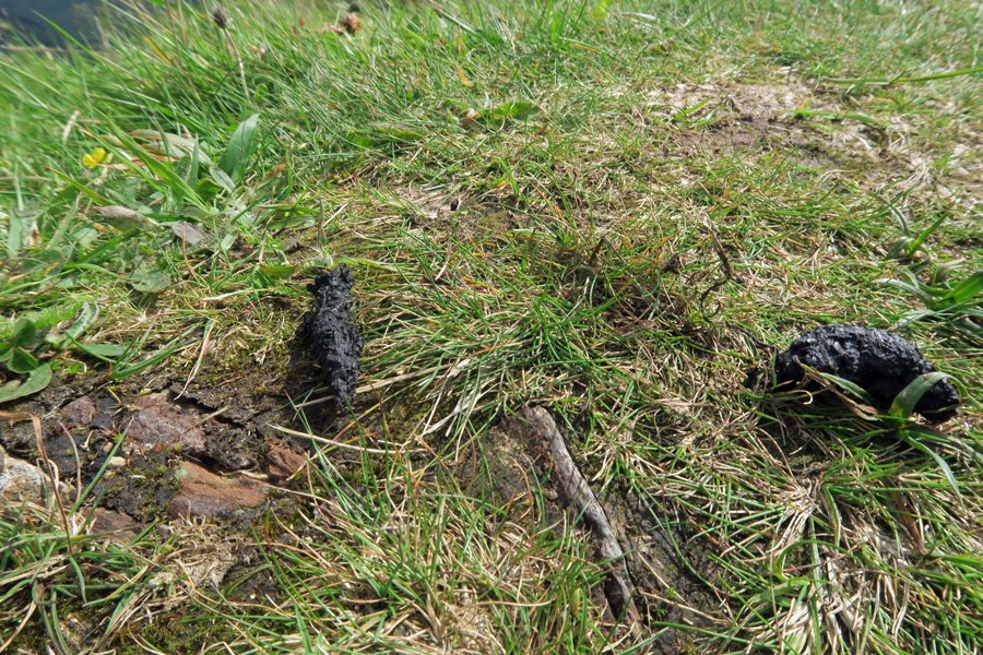 Pine marten scat at the top of Dun Deardail