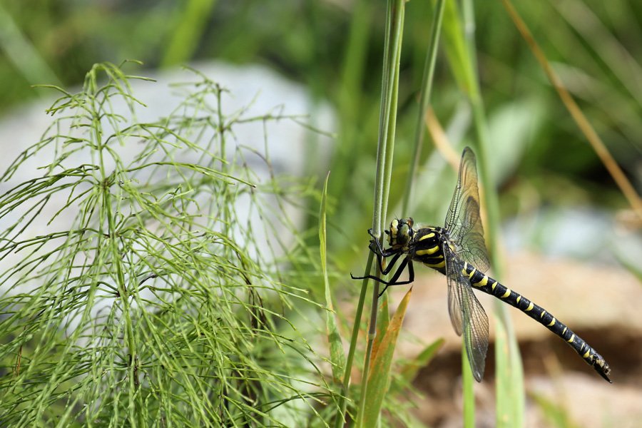Golden Ringed dragonfly seen on route to Dun Deardail