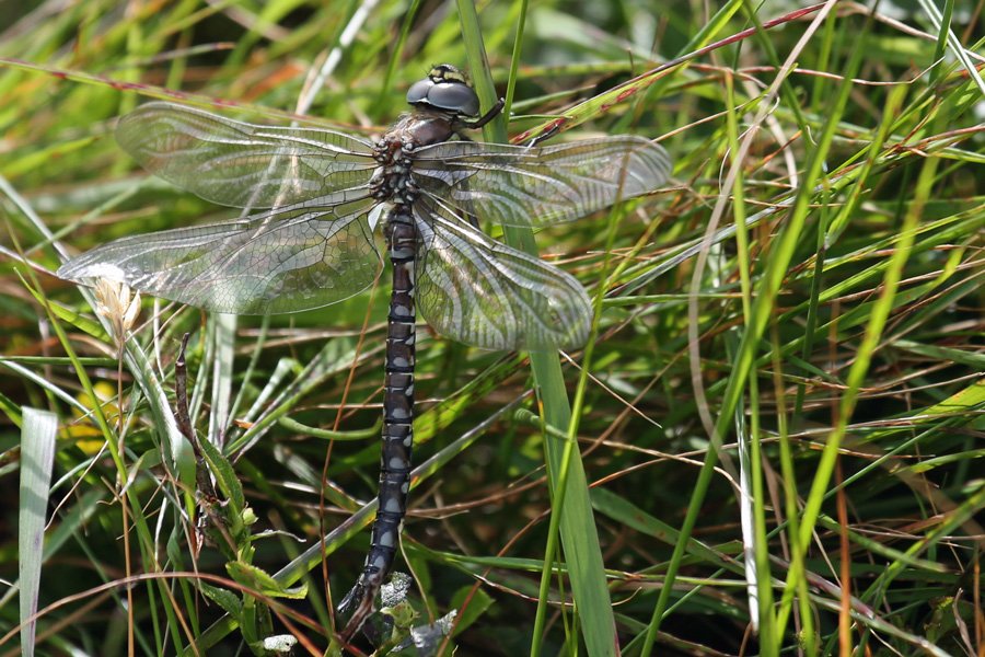 A Common Hawker dragonfly at the top of Dun Deardail