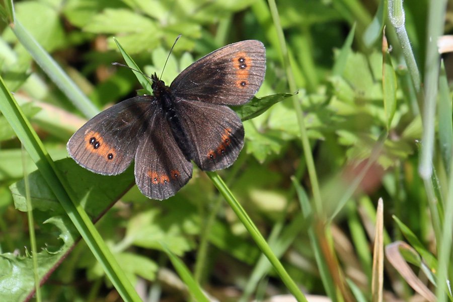 Scotch Argus butterfly seen on route to Dun Deardail