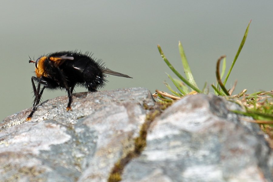 A tachinid fly at Dun Deardail