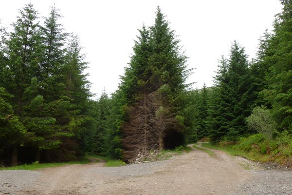 Keep left at the first junction on the forest track