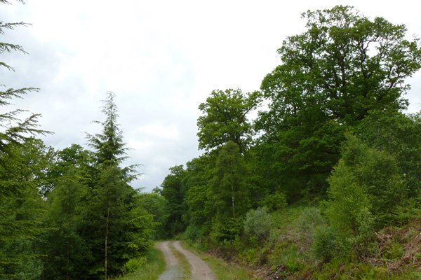 The track eventually leads to the edge of the ancient oak woodland