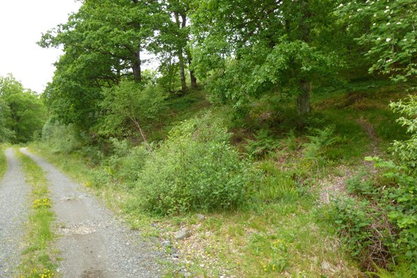 Look out for the small gravel path on the right up into the oak woodlands