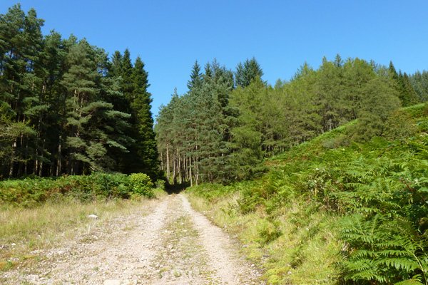 The track at the start of the walk from the carpark