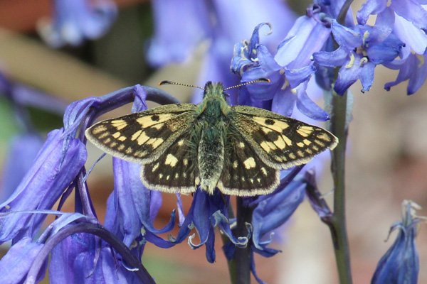 Chequered skipper at Glasdrum National Nature Reserve