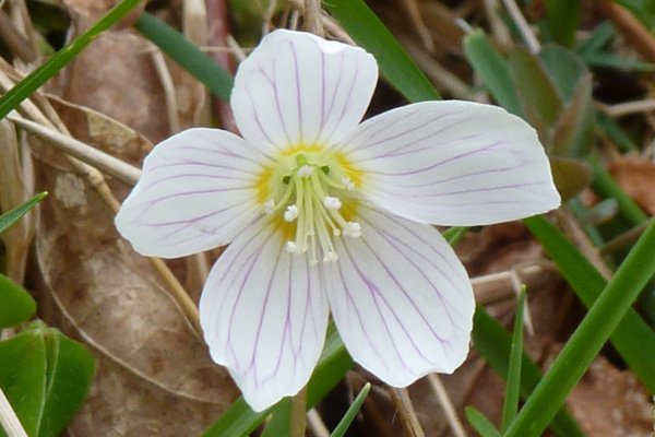 Wood sorrel (Oxalis acetosella) at Glasdrum Wood