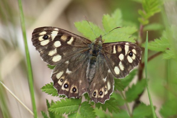 Speckled wood at Glasdrum Wood