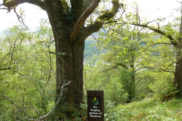 The magnificient oak by the sign for the Hanging Gardens of Glasdrum