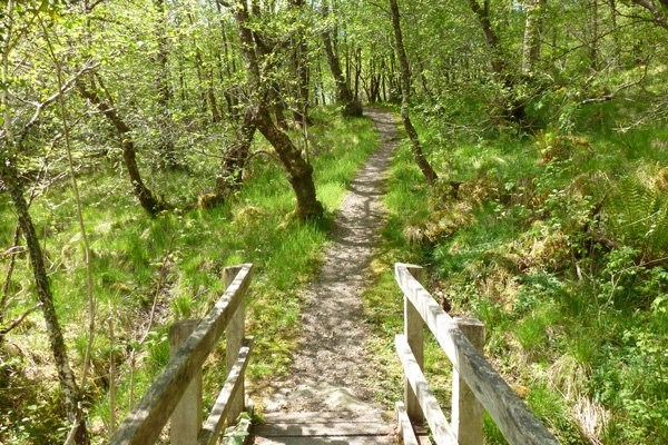 The path through Glasdrum Woods; a real delight in Spring