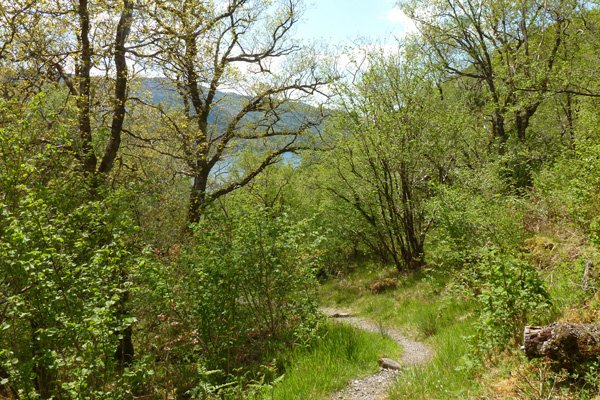 The path as it weaves through a remnant of the Atlantic oak woodland 