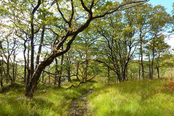 The Path through the Oak woods