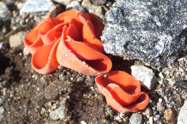 Aleuria aurantia 