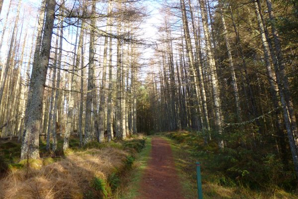 The path ascending intially through larch plantation, Glen Righ Wood