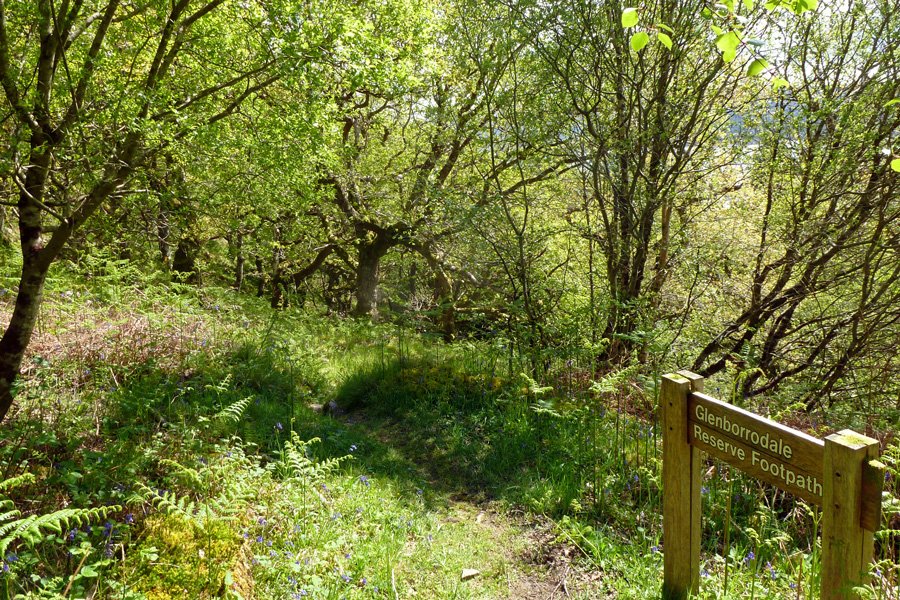 Lush green woods in June