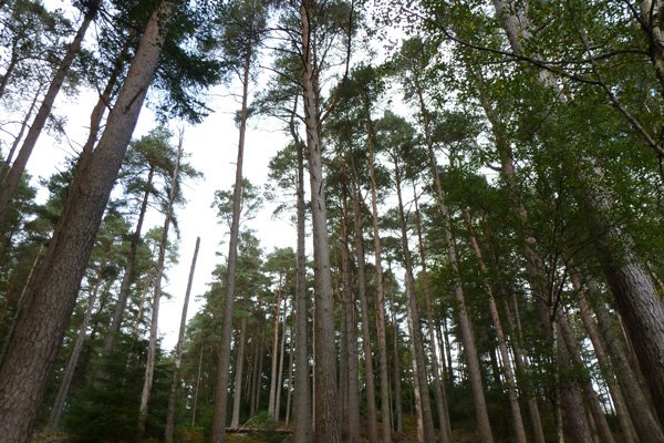 Looking into the canopy